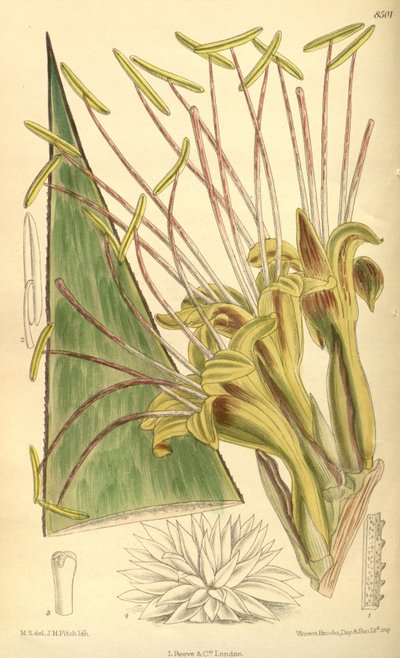 Agave warelliana, Asparagaceae, Agavoideae by J.N. Fitch